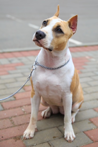 Haushund American Staffordshire Terrier Rasse