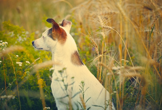 Haushund auf einem Feld