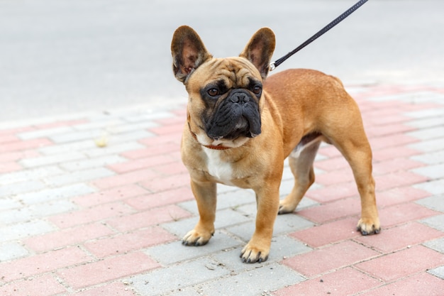 Haushund Französische Bulldogge Rasse