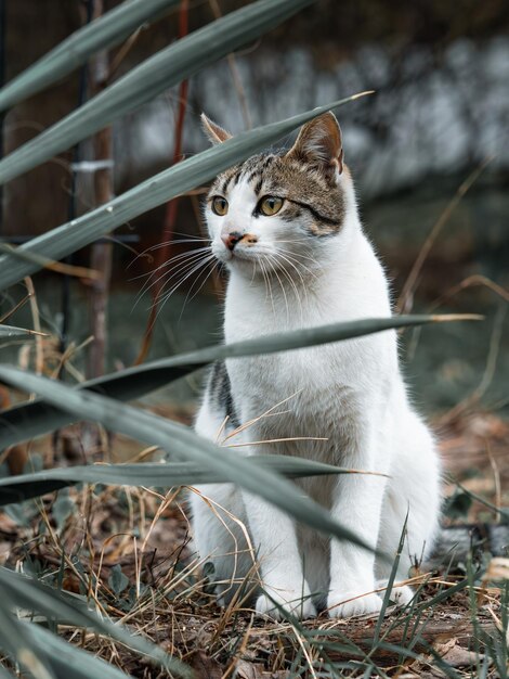 Foto hauskatze auf dem boden