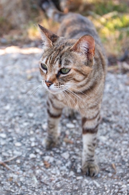 Hauskatze auf der Natur, zwischen der Vegetation spazierend.