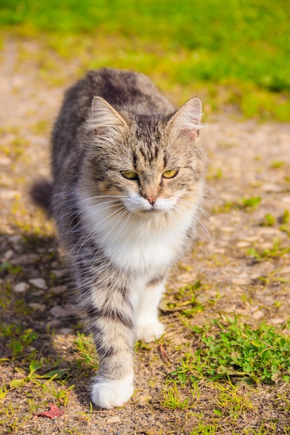 Hauskatze auf einem Spaziergang im Hof. Ein Haustier. Katze. Katze auf einem Spaziergang. Säugetier. Tierhaar.