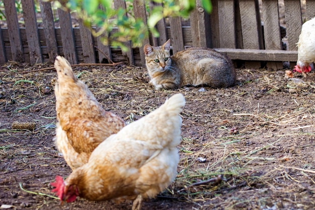 Hauskatze, die die Hühner aufpasst