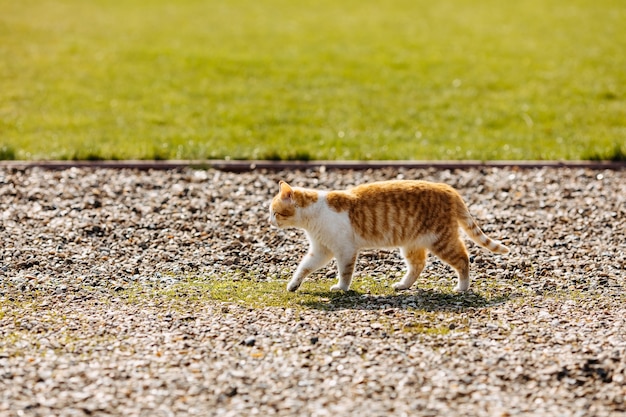 Hauskatze, die draußen auf einem Kieselweg in der Landschaft geht