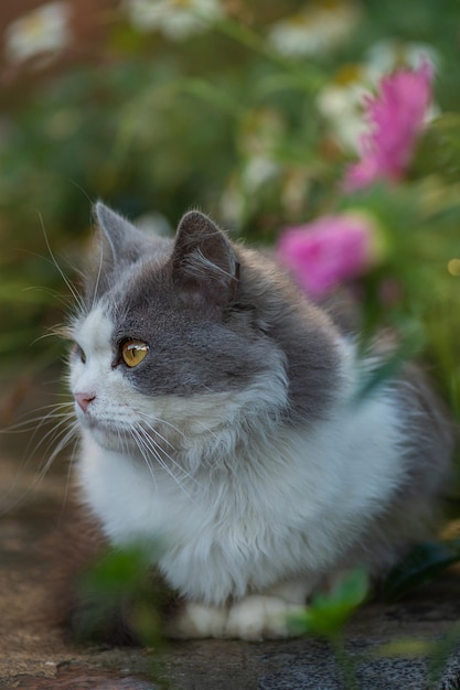 Hauskatze, die draußen auf grünem Gras im Garten sitzt. Kätzchen sitzen auf der grünen Wiese. Katze in einem bunten Frühlingsgarten.