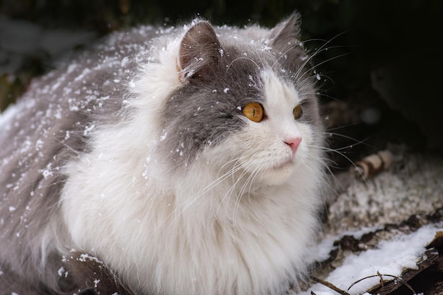 Hauskatze, die im Winter im Freien im Schnee spazieren geht Portrait von Kätzchen im Winter im Freien auf flauschigem Schnee