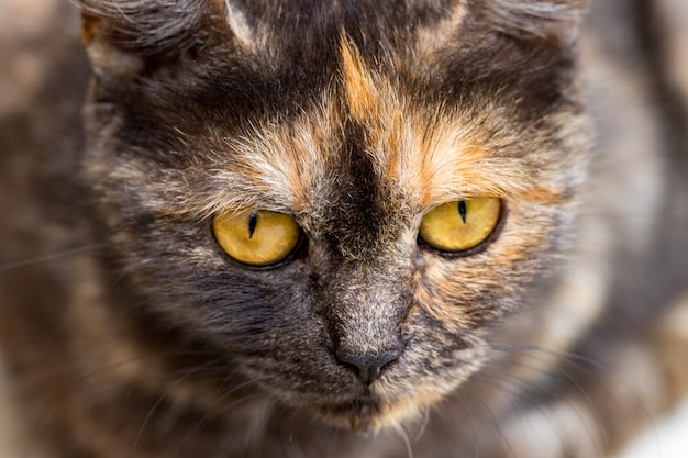 Hauskatze, die in die Kamera starrt, Nahaufnahme