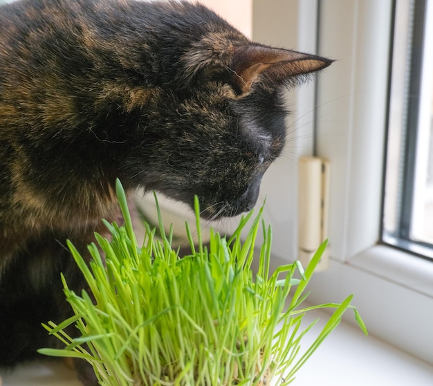 Hauskatze frisst frisches Gras in der Nähe der Fensternahaufnahme