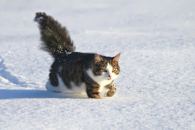 Hauskatze im Freien