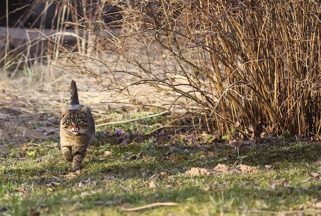 Hauskatze im Freien