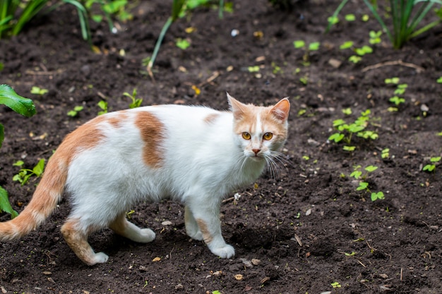 Hauskatze im Garten