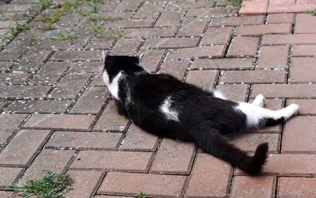 Hauskatze liegt auf einem Boden