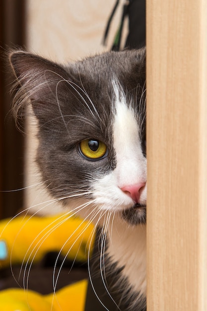 Hauskatze mit dem gelben Auge, das nach vorn schaut