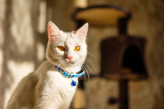 Hauskatze mit weißem Fell und blauem Halsband, die in die Kamera schaut