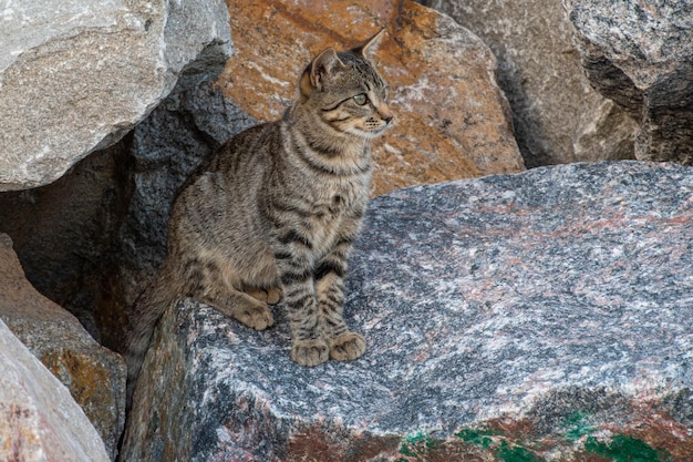 Hauskatze zwischen den Felsen