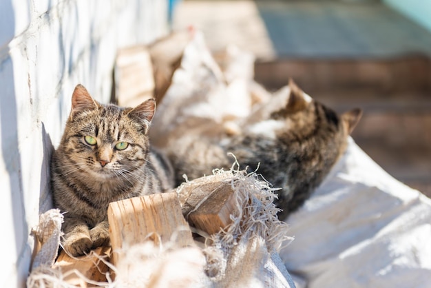 Hauskatzen