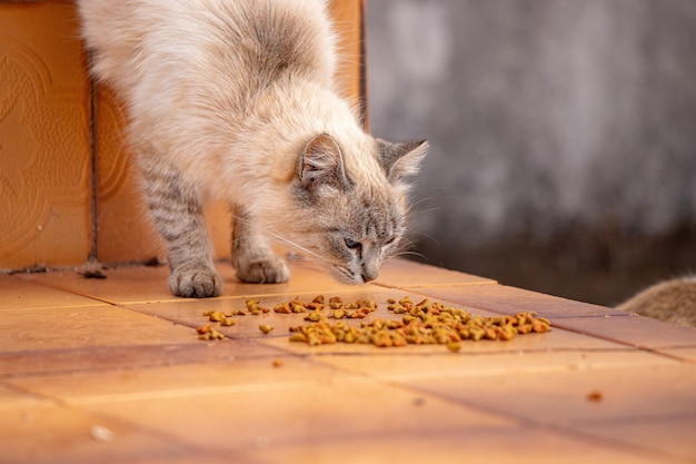 Hauskatzengesicht hockte sich hin und frisste Futter auf dem Boden