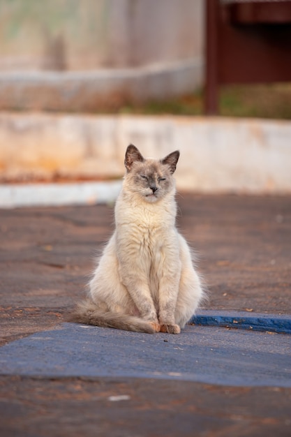 Hauskatzengesicht in Nahaufnahme mit selektivem Fokus