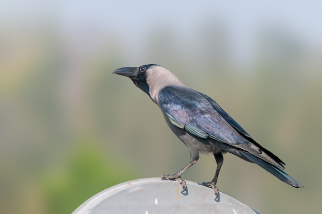 Hauskrähe, die auf einer Fernsehschüssel gegen Flugzeughintergrund sitzt