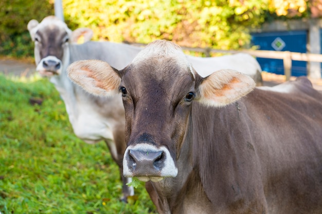 Hauskuh im Bauernhof