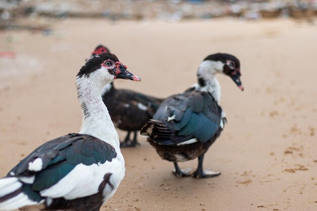 Hausliche Muskovia-Ente mit rotem Gesicht am Strand am Morgen