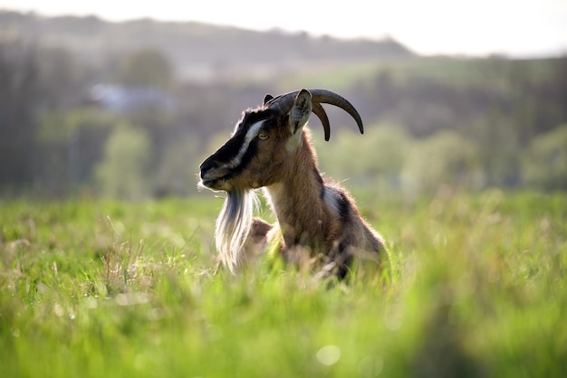 Hausmilchziege mit langem Bart und Hörnern, die am Sommertag auf grünem Weidegras ruhen Fütterung von Rindern auf landwirtschaftlichem Grünland