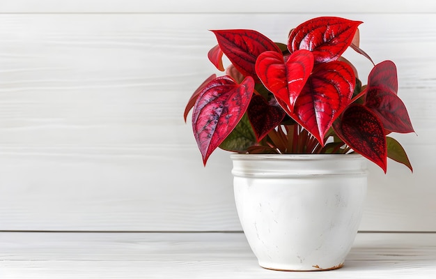 Hauspflanze mit grünen und roten Blättern auf weißem Topf auf weißem Holztisch auf weißem Hintergrundx9