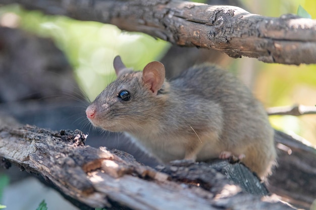 Hausratte Rattus Rattus Malaga Spanien