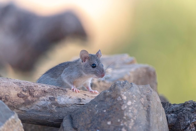 Hausratte (Rattus Rattus) Malaga, Spanien