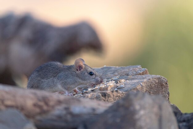 Hausratte (Rattus Rattus) Malaga, Spanien