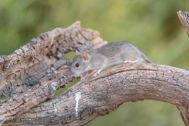 Hausratte (Rattus Rattus) Malaga, Spanien