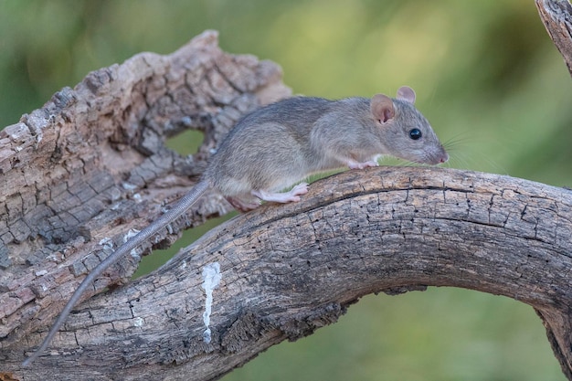 Hausratte (Rattus Rattus) Malaga, Spanien