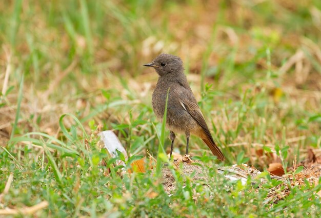 Hausrotschwanz Phoenicurus ochruros Der weibliche Vogel geht auf der Suche nach Nahrung im Gras spazieren