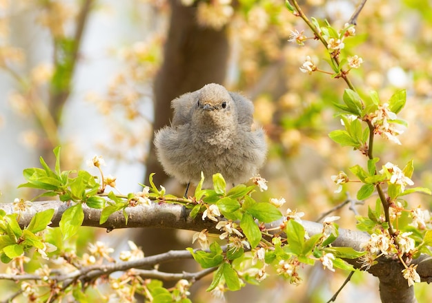 Hausrotschwanz Phoenicurus ochruros Ein Vogel sitzt auf einem Ast