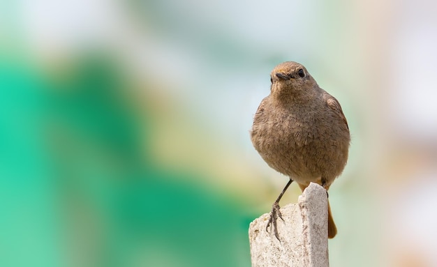 Hausrotschwanz Phoenicurus ochruros Ein Vogel steht auf einem Betonpfosten