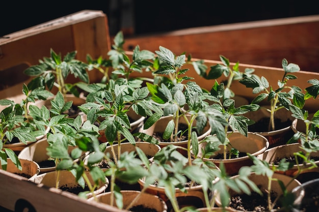 Haussämlings-Tomatengarten junge Tomatenpflanzen, die aus dem Boden wachsen