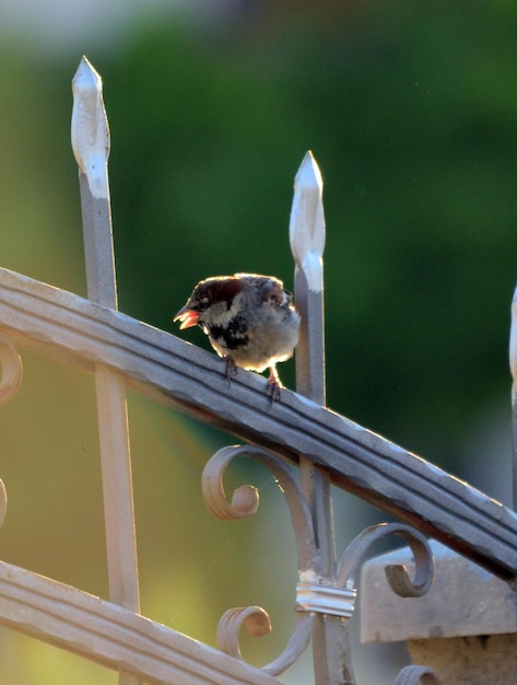 Hausspatz in der Morgensonne