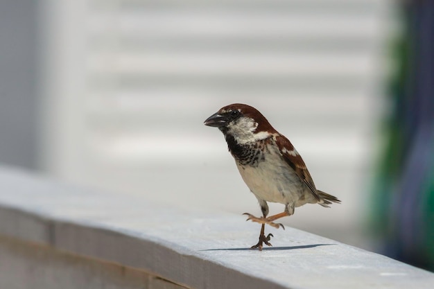 Foto hausspatz in der stadt auf der suche