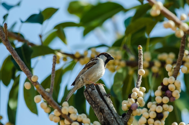 Haussperling Männchen auf der Spitze einer Niederlassung (Passer domesticus)