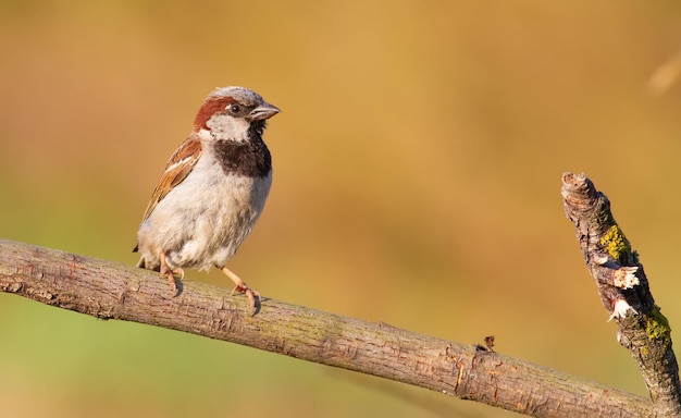 Haussperling Passer domesticus Vogel sitzt auf einem Ast schönen Hintergrund Morgenlicht