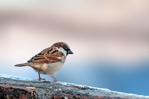 Haussperling sitzt auf einer Mauer