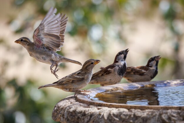 Haussperlinge. (Passer Domesticus).