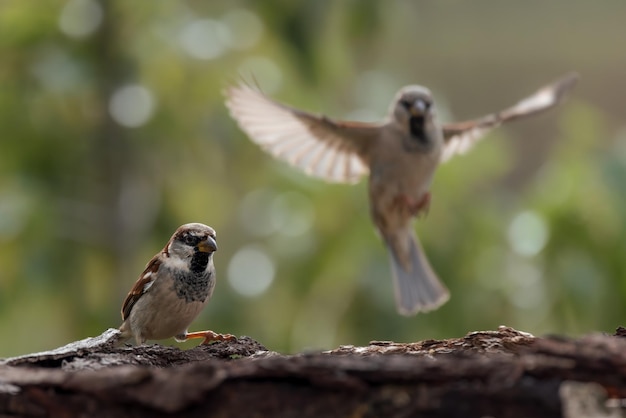 Haussperlinge. (Passer Domesticus).