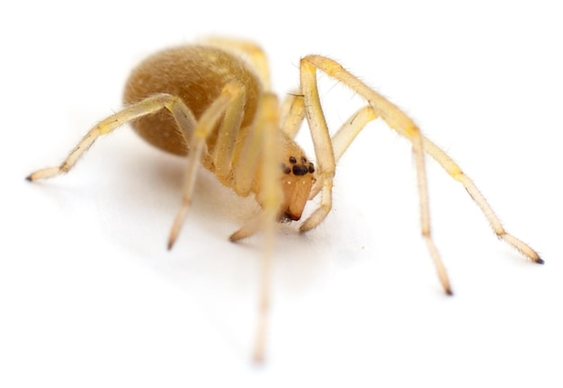 Hausspinne isoliert