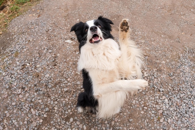 Haustier Aktivität Hündchen Border Collie zu Fuß im Park im Freien Haustier Hund mit lustigem Gesicht springen auf der Straße