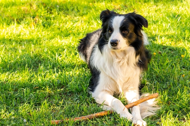 Haustier-Aktivität süßer Hündchen-Border-Collie, der sich auf Gras hinlegt und auf Stock-Hund mit lustigem Fa kaut