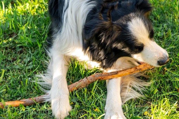 Haustier-Aktivität süßer Hündchen-Border-Collie, der sich auf Gras hinlegt und auf Stock-Hund mit lustigem Fa kaut