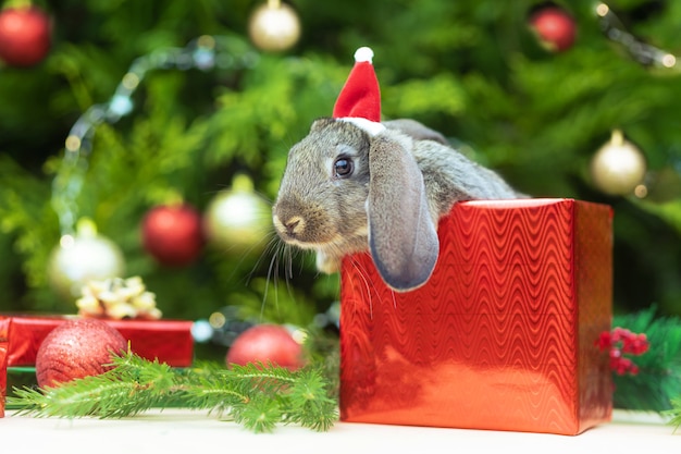 Haustier am Weihnachtsbaum. Baby-Häschen in Weihnachtsmütze in Geschenkbox für das neue Jahr.