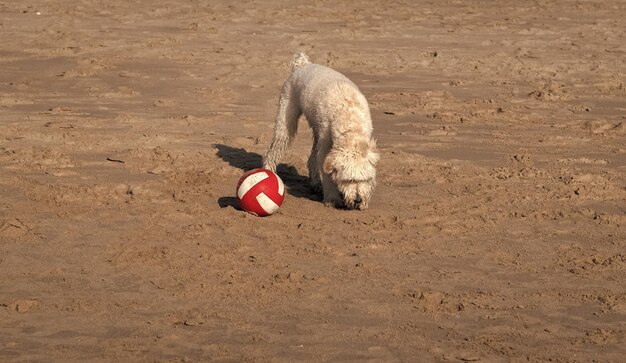 Haustier entspannen im Freien am Strand Rasse Hund im Sommer Hund hat lange schmutzige Haare Fell reine Rasse