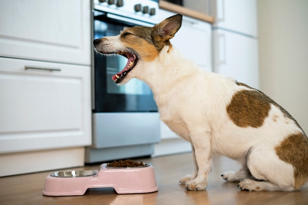 Haustier frisst zu Hause das Haustier schreit vor Freude glücklicher Hundewelpe sitzt in der Nähe seiner Schüssel mit Trockenfutter ...